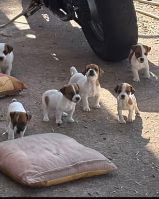 Cuccioli jack russel terrier