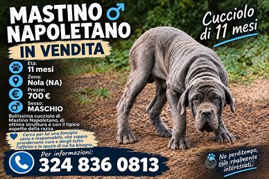Cucciolo di mastino napoletano