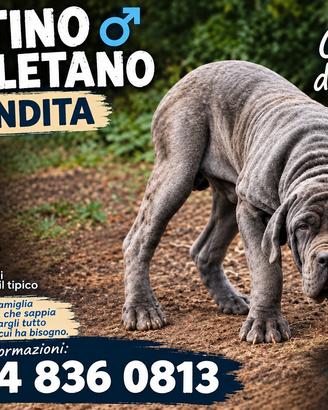 Cucciolo di mastino napoletano
