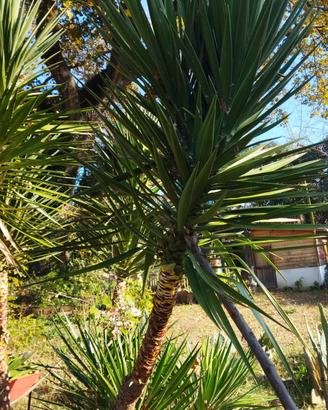 piante Yucca