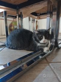 Gatto vaccinato e sterilizzato