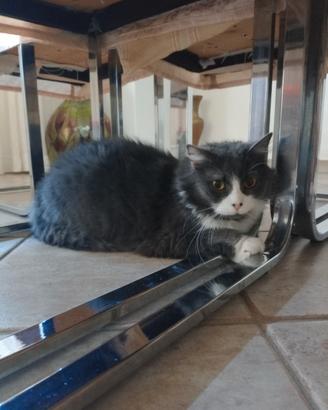 Gatto vaccinato e sterilizzato