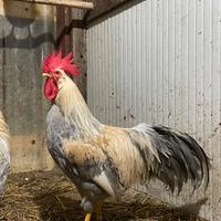 Gallo italianer grigio perla