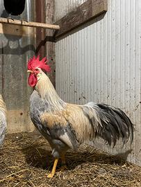 Gallo italianer grigio perla