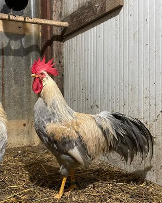 Gallo italianer grigio perla