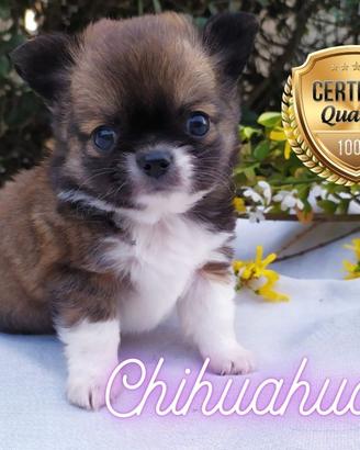 Chihuahua meraviglia a pelo corto o lungo