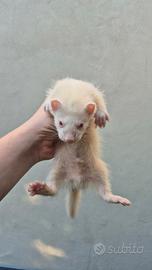Ferrets