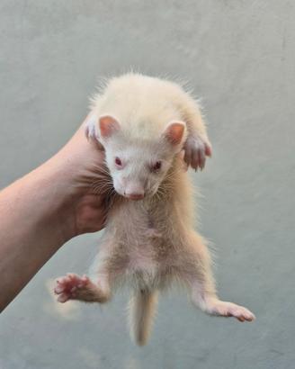 Ferrets