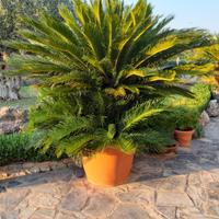 Gruppo di 4 Cycas