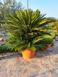 Gruppo di 4 Cycas