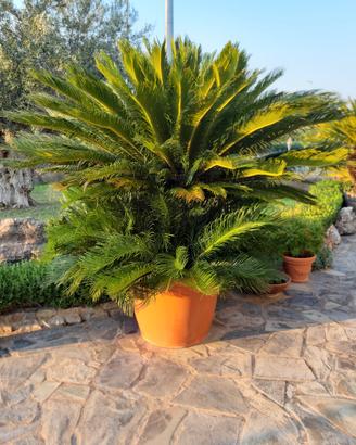 Gruppo di 4 Cycas