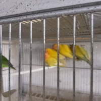 Inseparabili Fischer