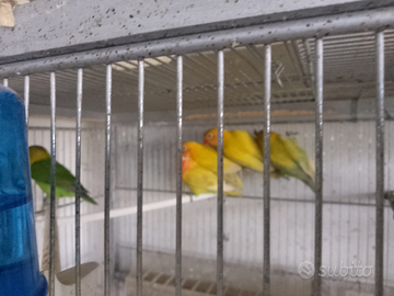 Inseparabili Fischer