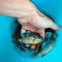 Persico sole pesci da lago