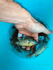 Persico sole pesci da lago