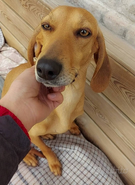 ALICE Dolcissima segugia aspetta solo te