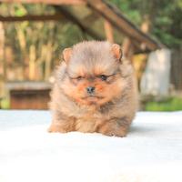 Cucciolo di Volpino di Pomerania