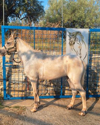 Cavallina 