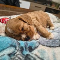 Cuccioli cavalier king PEDIGREE enci