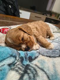 Cuccioli cavalier king PEDIGREE enci