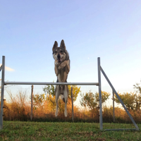 Lupo Cecoslovacco incrocio 2 anni