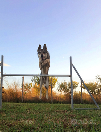 Lupo Cecoslovacco incrocio 2 anni