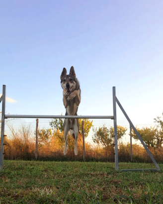 Lupo Cecoslovacco incrocio 2 anni