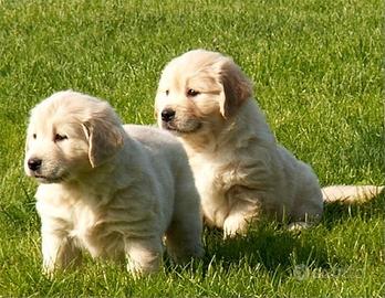 Golden retriever cuccioli
