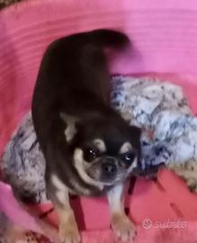 Maschio blu focato Chihuahua pedigree