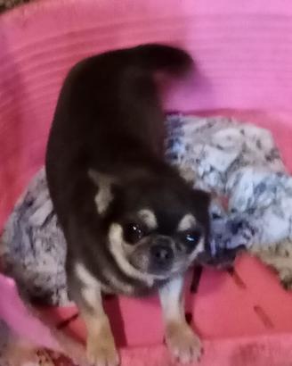 Maschio blu focato Chihuahua pedigree