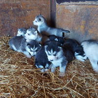 Cuccioli di siberian husky