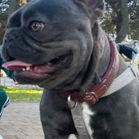Bulldog francese per m.o.n.t.a