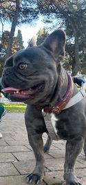 Bulldog francese per m.o.n.t.a