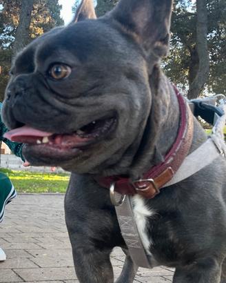 Bulldog francese per m.o.n.t.a