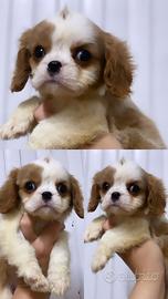 Cavalier King