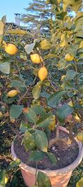 piante di limoni