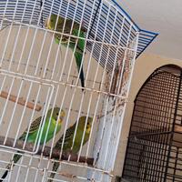 Maschi cocorite verdi