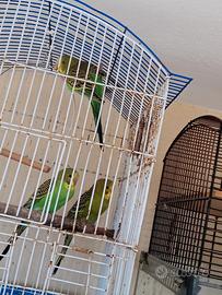 Maschi cocorite verdi