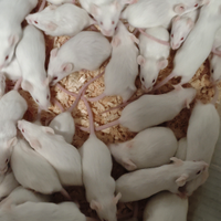 Disponibili topi da compagnia