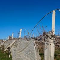 Pali in cemento per vigna o recinzione