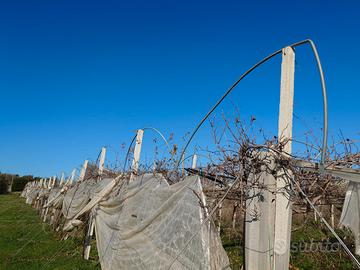 Pali in cemento per vigna o recinzione