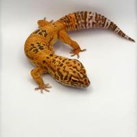 Geco Leopardino MASCHIO G&T TREMPER