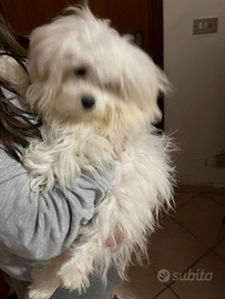 Cucciolo di maltese