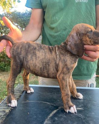 Segugio maremmano cuccioli