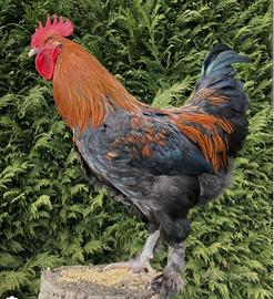 Galli marans