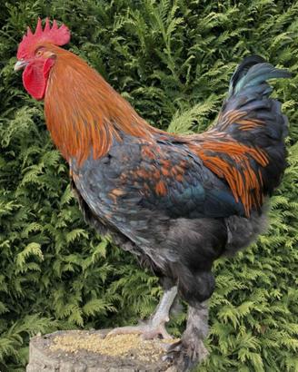 Galli marans