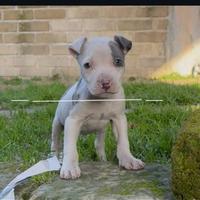 Cuccioli di pitbull occhi azzurri