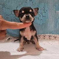 Chihuahua toy da borsetta