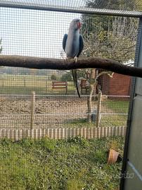 Parrocchetto dal collare maschio