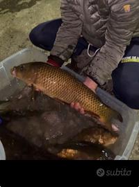 Vendita carpe
